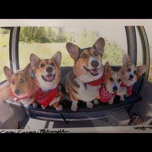 Adorable corgi photograph (original art!)